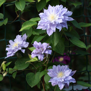 Clematita, Clematis Azure Ball