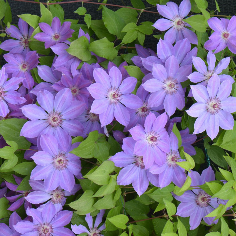 Clematita, Clematis Baltyk