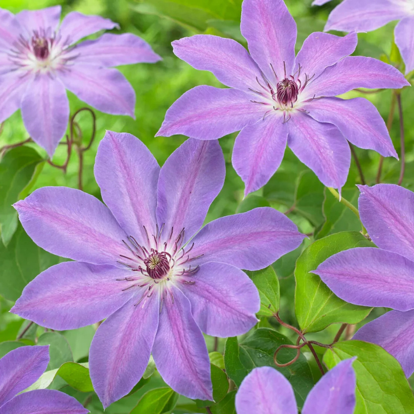 Clematita, Clematis Baltyk