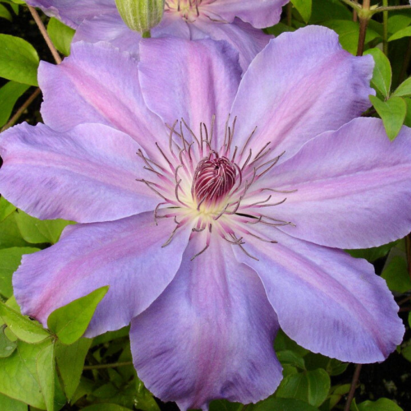 Clematita, Clematis Baltyk