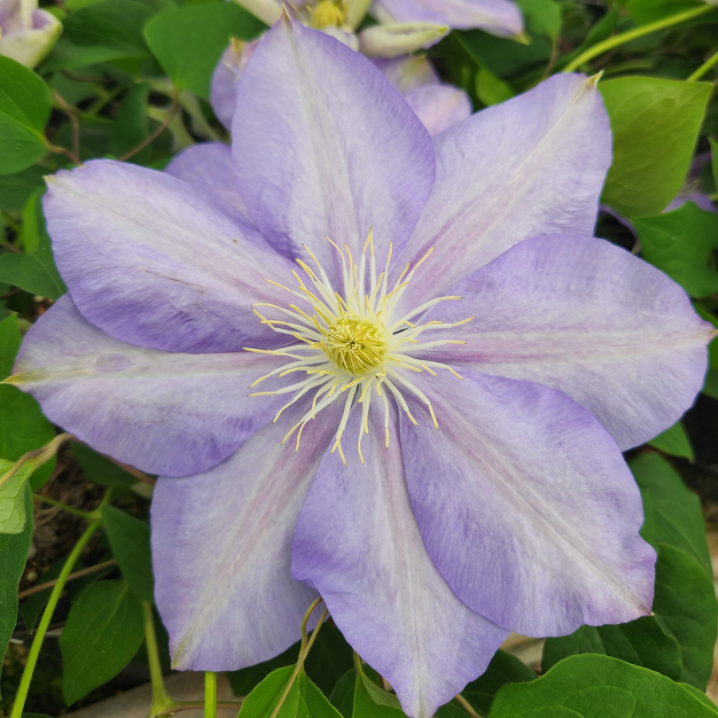 Clematita, Clematis Blue Explosion