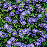 Clematita, Clematis Blue Explosion