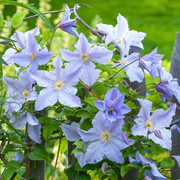 Clematita, Clematis Blue Light