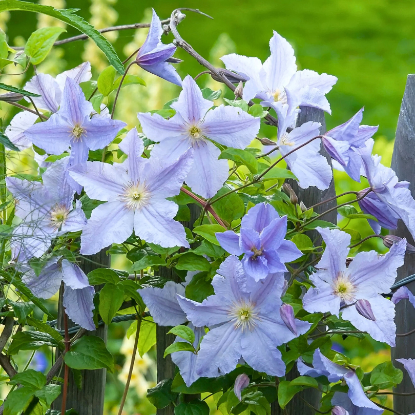 Clematita, Clematis Blue Light