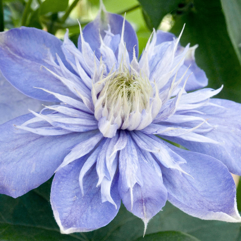 Clematita, Clematis Blue Light