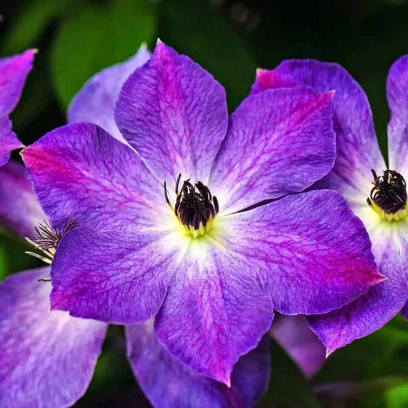 Clematita, Clematis Cloudburst
