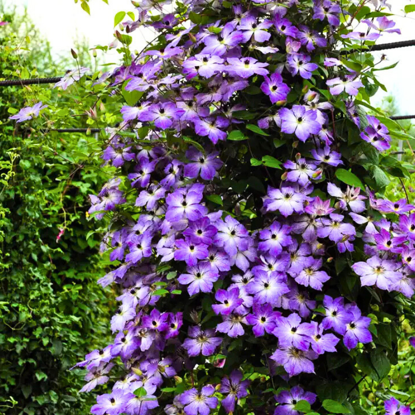 Clematita, Clematis Cloudburst