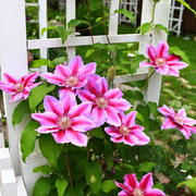 Clematita, Clematis Doctor Ruppel