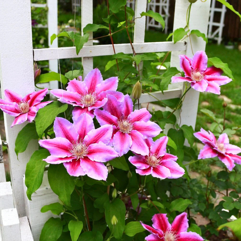 Clematita, Clematis Doctor Ruppel