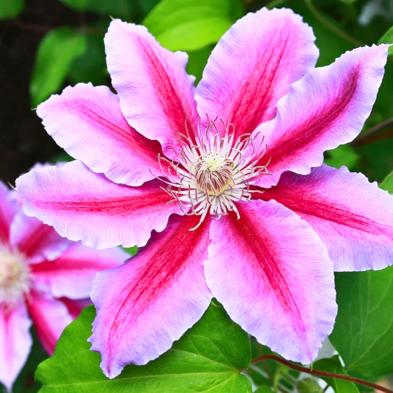 Clematita, Clematis Doctor Ruppel