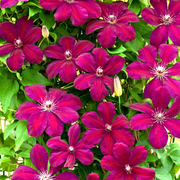 Clematita, Clematis Dr. Rouge Cardinal
