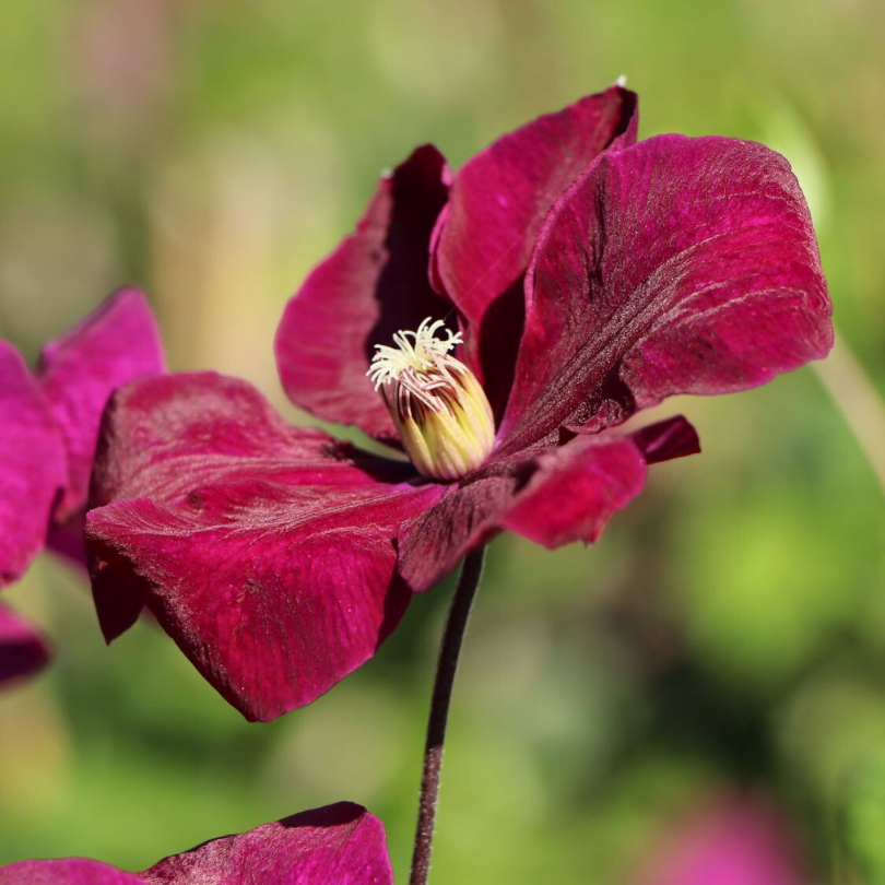 Clematita, Clematis Dr. Rouge Cardinal