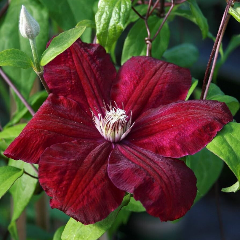 Clematita, Clematis Dr. Rouge Cardinal
