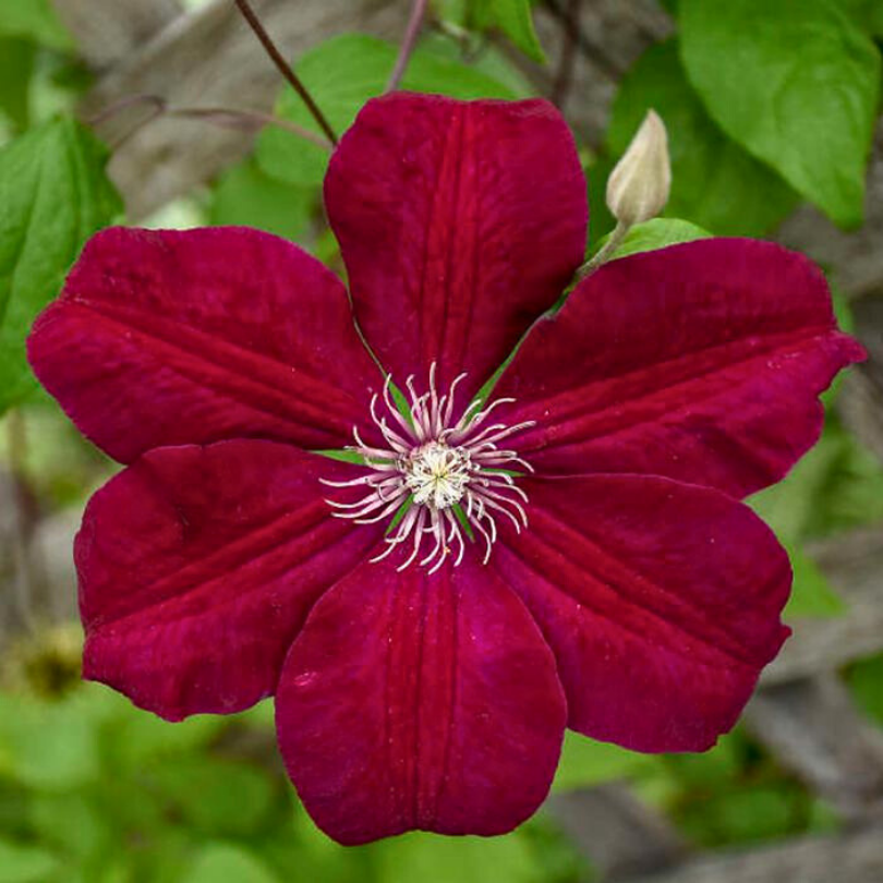 Clematita, Clematis Dr. Rouge Cardinal
