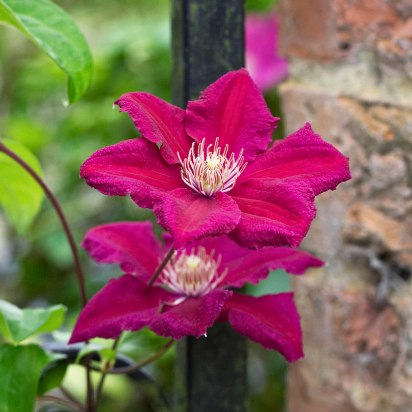 Clematita, Clematis Ernest Markham