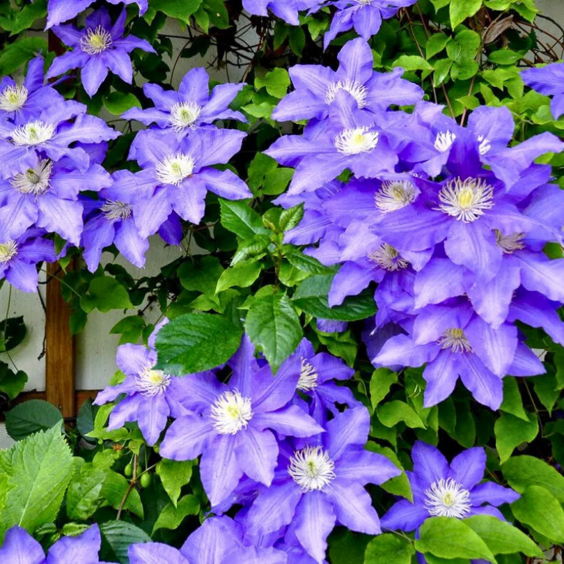 Clematita, Clematis Fujimusume