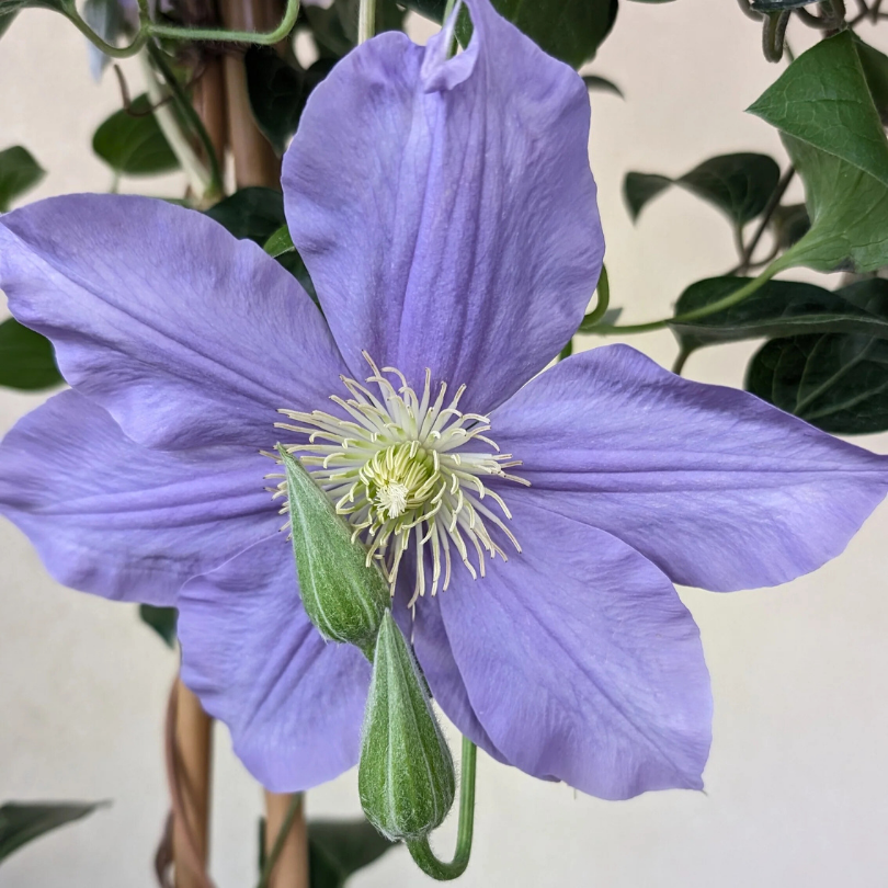 Clematita, Clematis Fujimusume