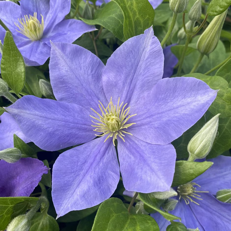 Clematita, Clematis Fujimusume
