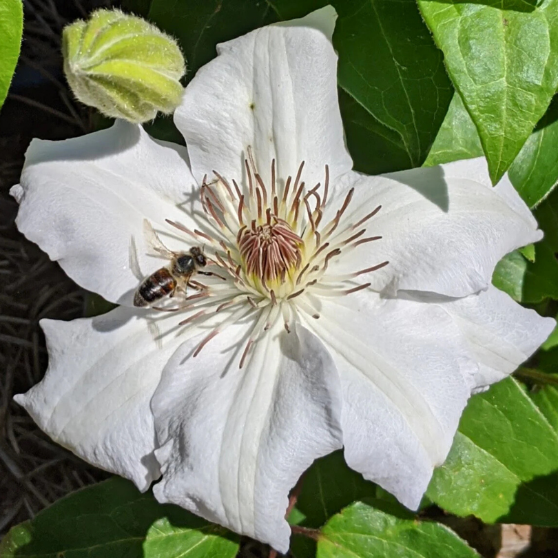 Clematita, Clematis Fuyu-No-Tabi
