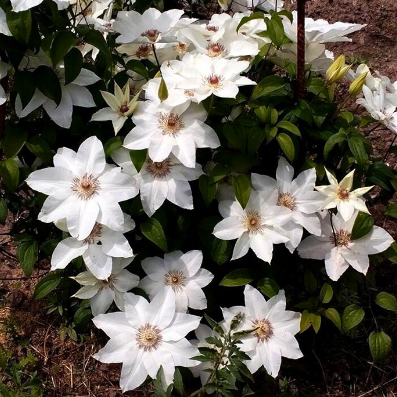 Clematita, Clematis Fuyu-No-Tabi