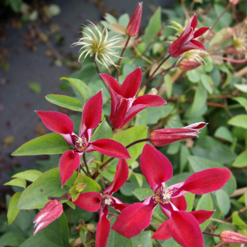 Clematita, Clematis Gravetye Beauty