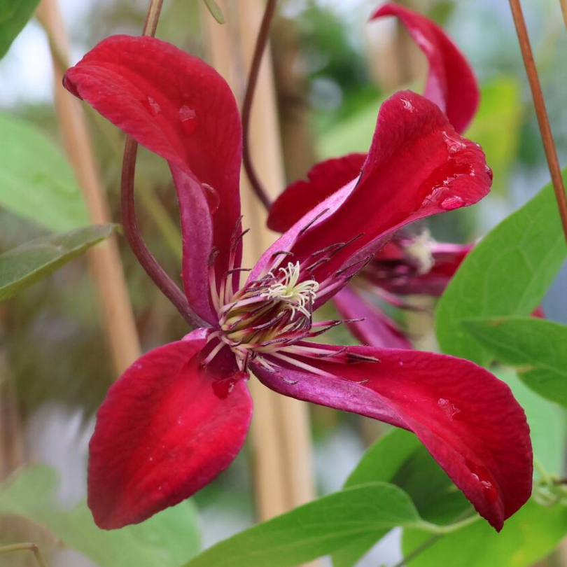 Clematita, Clematis Gravetye Beauty