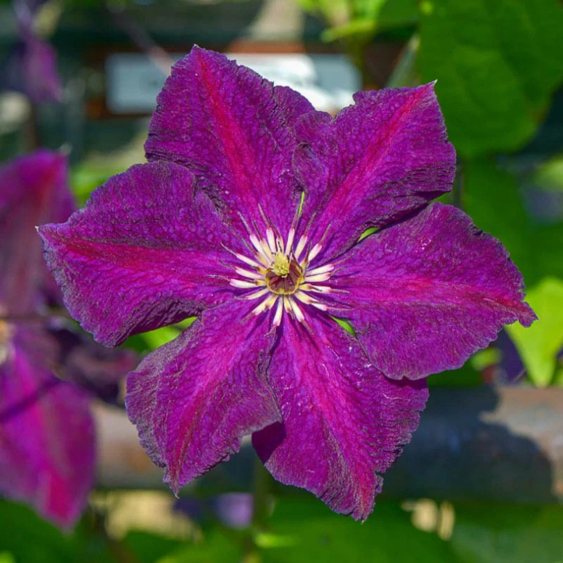 Clematita, Clematis Grunwald
