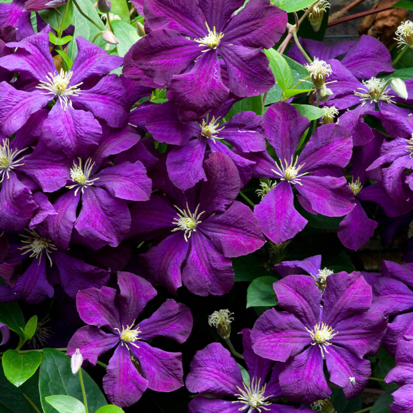 Clematita, Clematis Grunwald