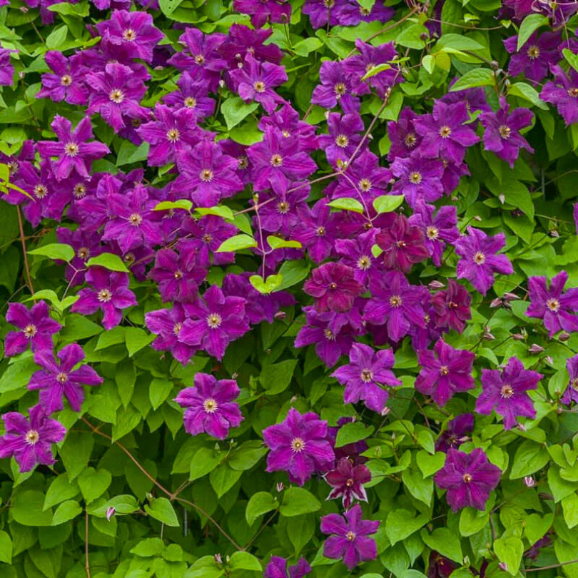 Clematita, Clematis Grunwald