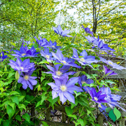 Clematita, Clematis H.F. Young