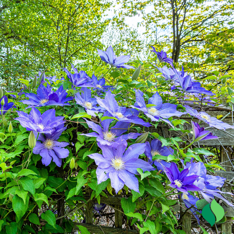 Clematita, Clematis H.F. Young