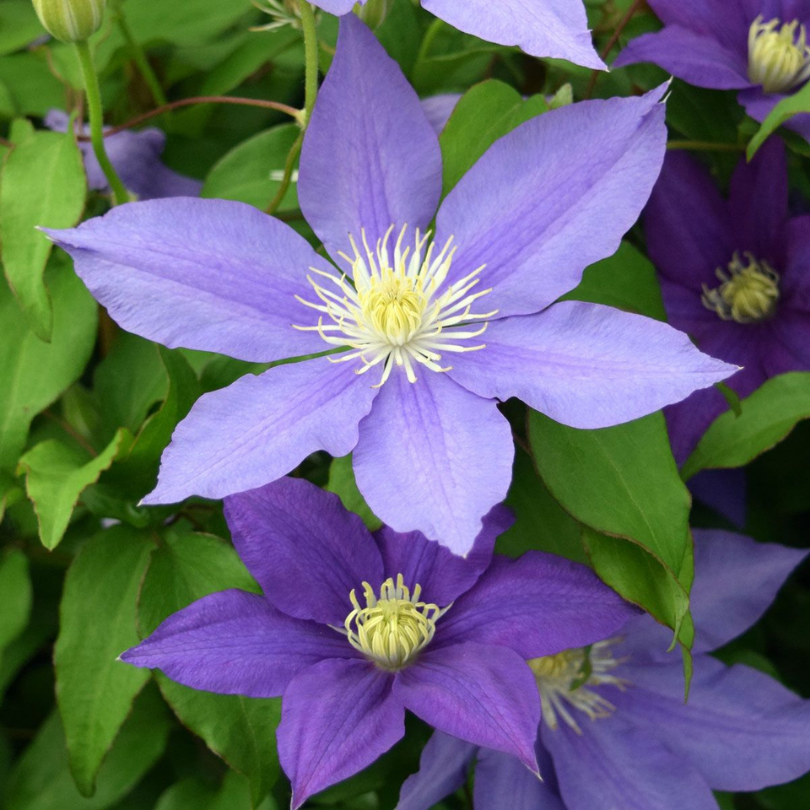 Clematita, Clematis H.F. Young
