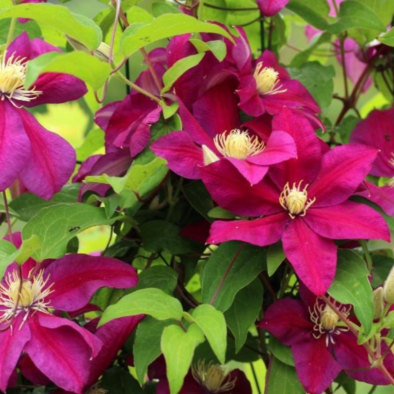 Clematita, Clematis Hoshi-no-flamenco