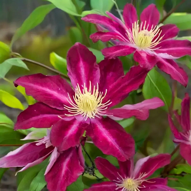 Clematita, Clematis Hoshi-no-flamenco