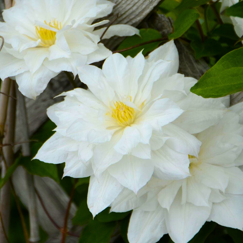 Clematita, Clematis Isago