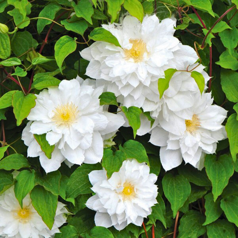 Clematita, Clematis Isago