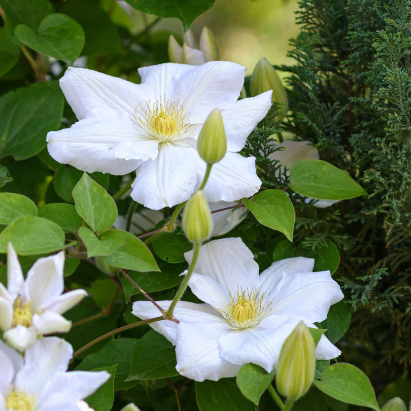 Clematita, Clematis Izydor