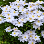 Clematita, Clematis Izydor