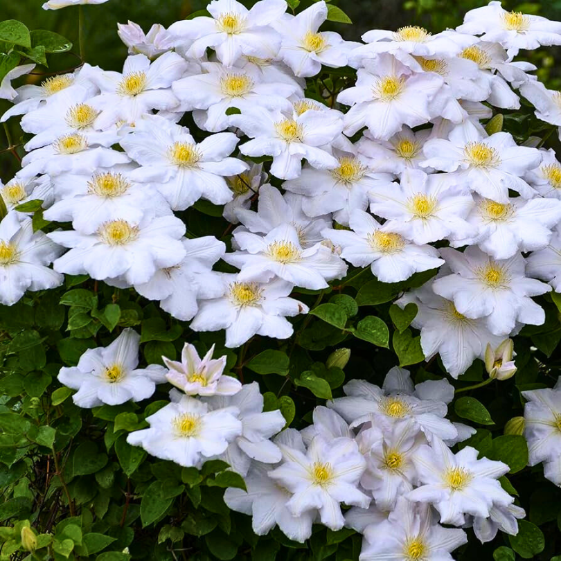 Clematita, Clematis Izydor