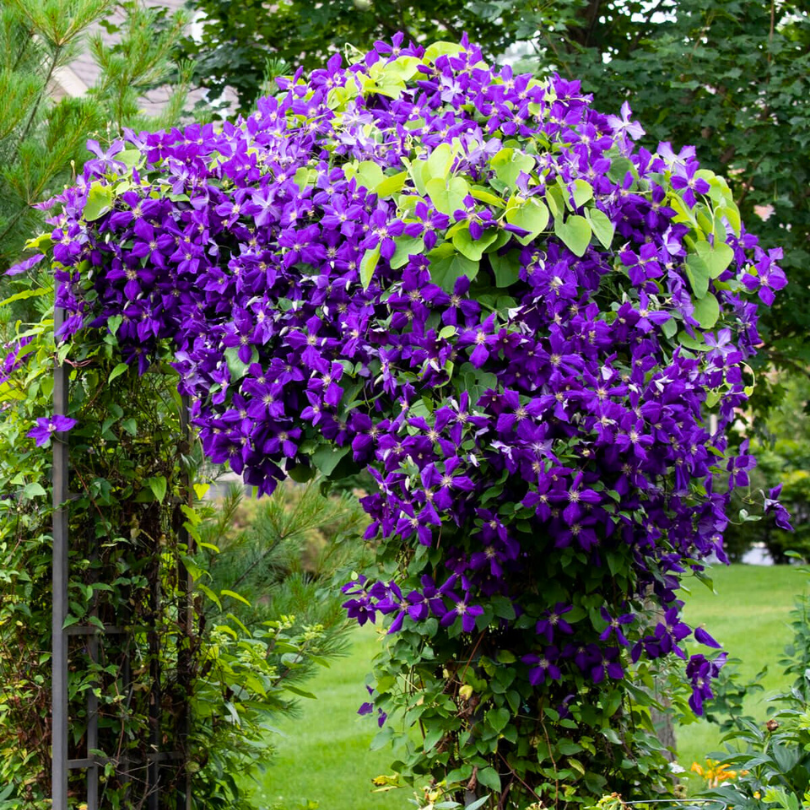 Clematita, Clematis Jackmanii