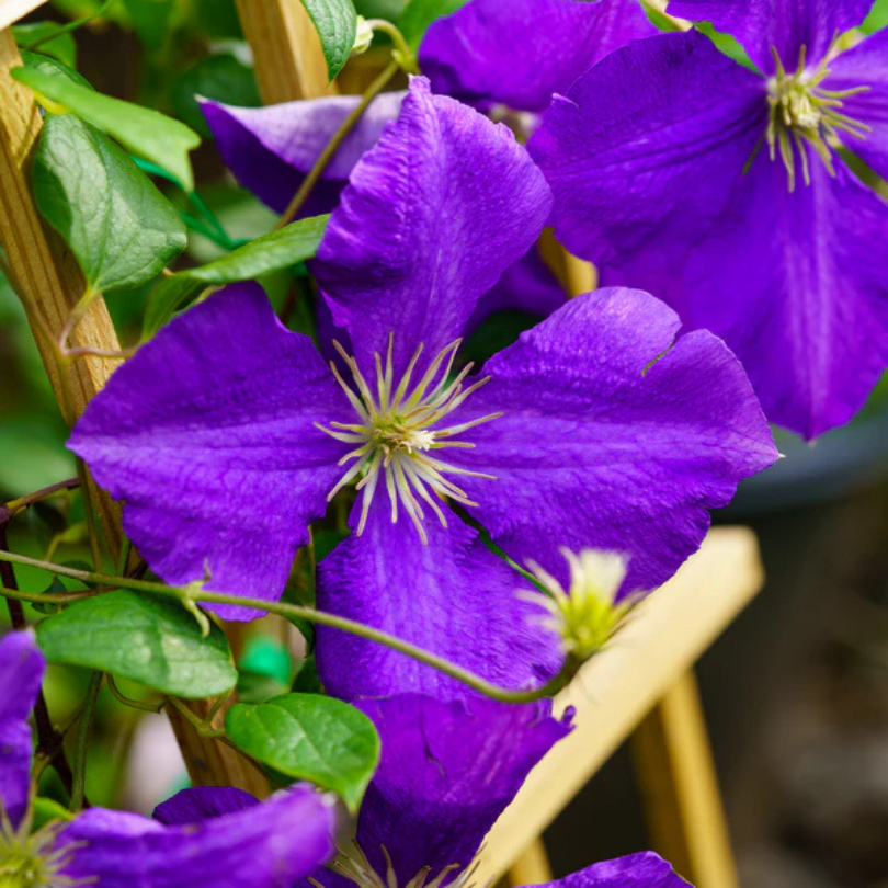 Clematita, Clematis Jackmanii