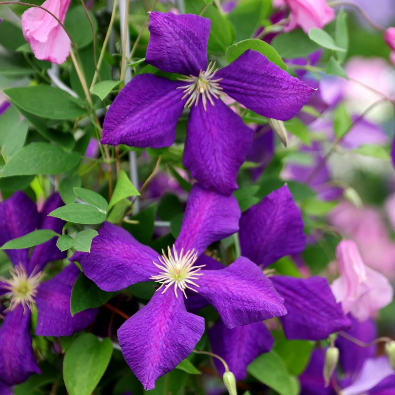 Clematita, Clematis Jackmanii