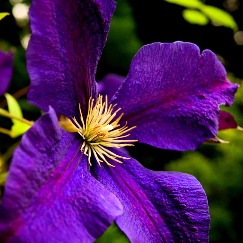Clematita, Clematis Jackmanii
