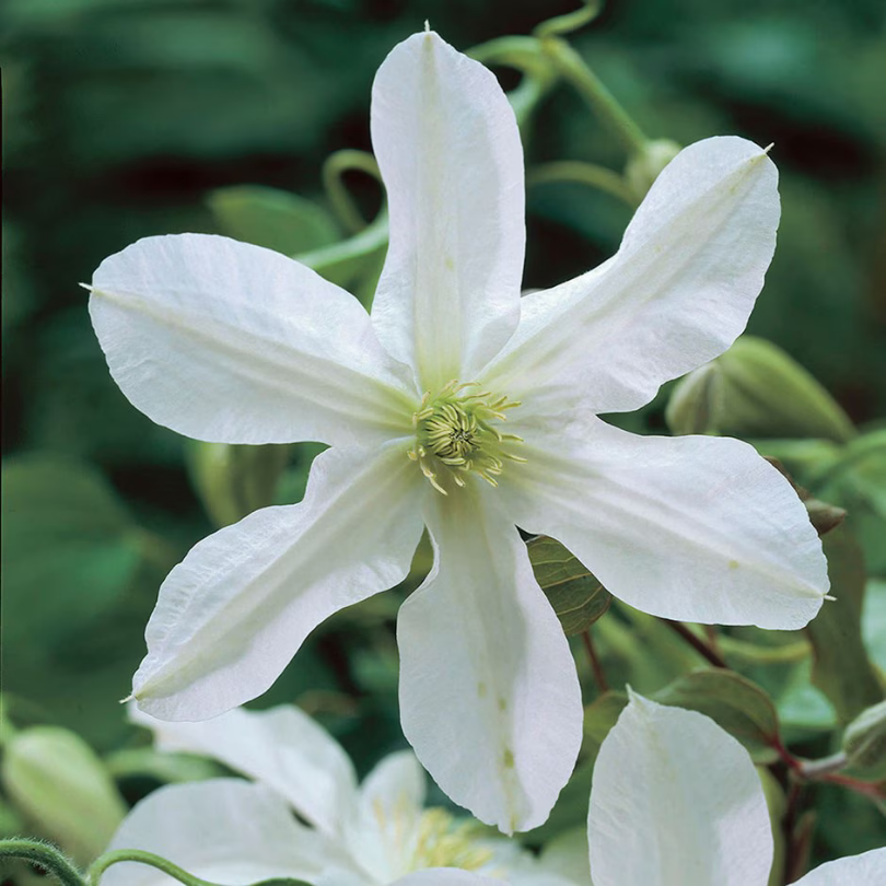 Clematita, Clematis John Huxtable