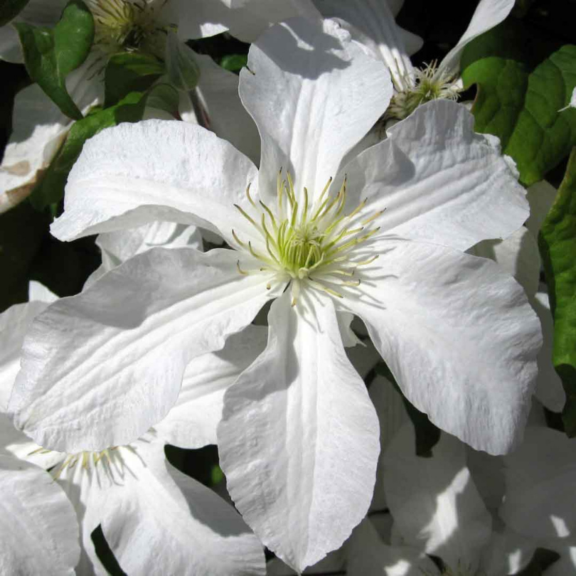 Clematita, Clematis John Huxtable