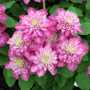 Clematita, Clematis Kaiser