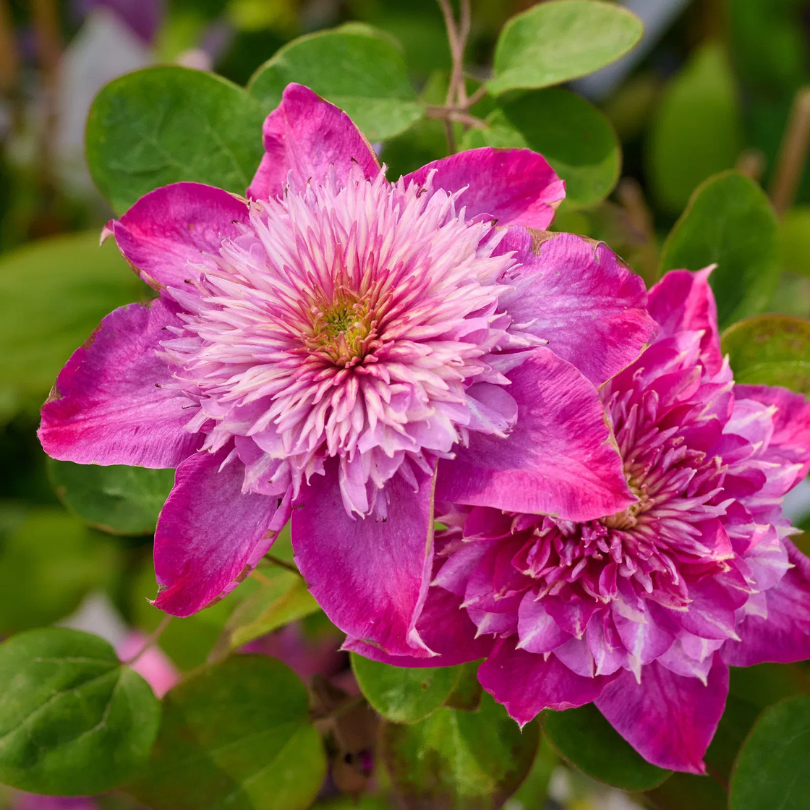 Clematita, Clematis Kaiser