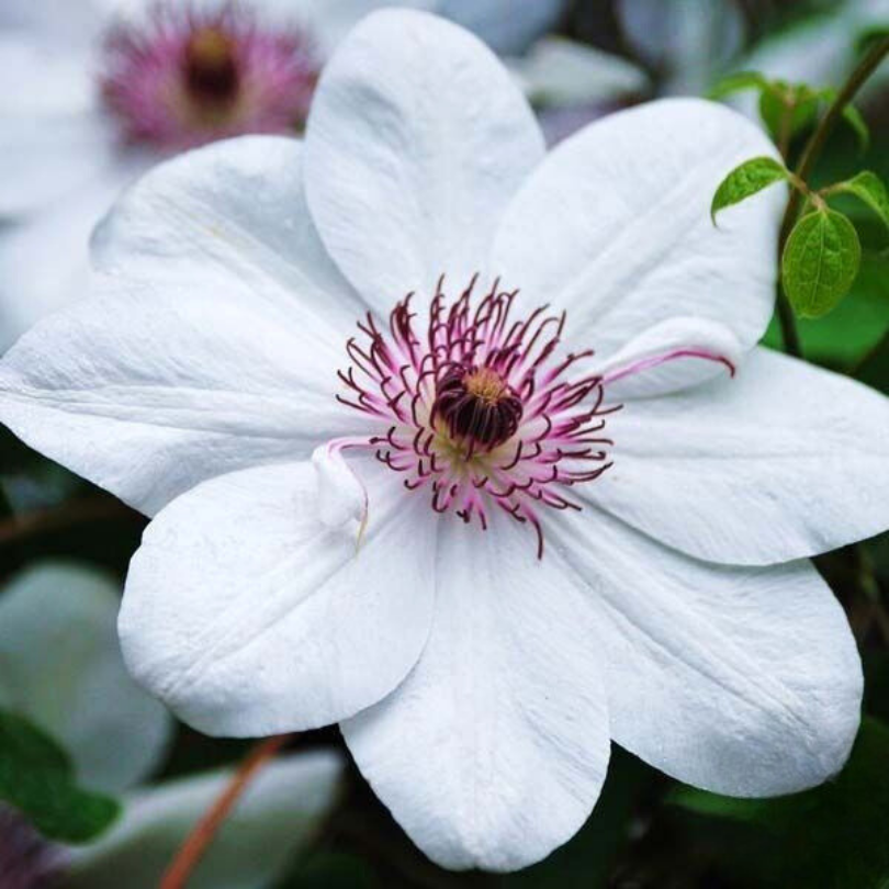 Clematita, Clematis Krolowa Jadwiga