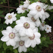 Clematita, Clematis Krolowa Jadwiga