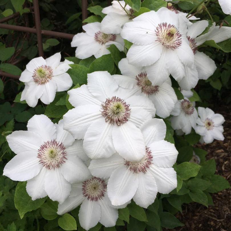 Clematita, Clematis Krolowa Jadwiga